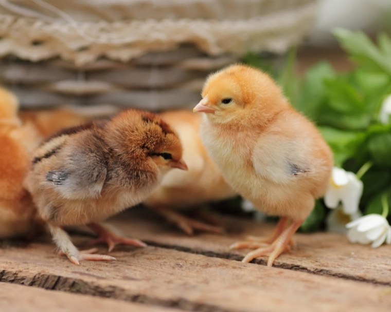 Цыплята милые фото