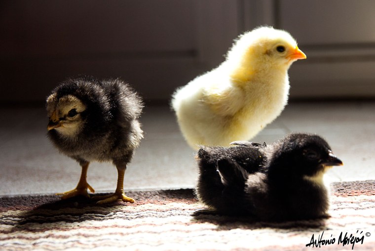 Желтые животные