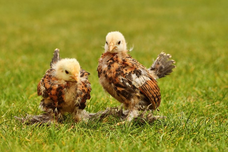 Обои цыплята самые милые