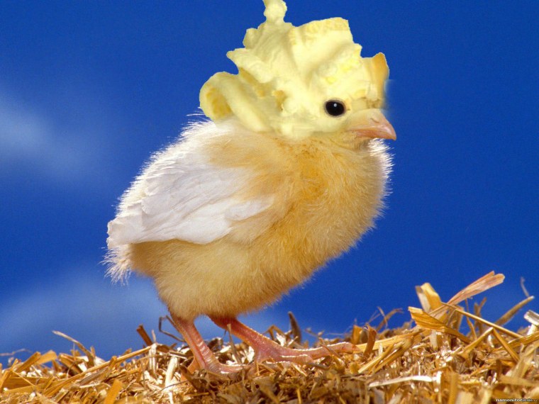 Цыплята Ломан Браун