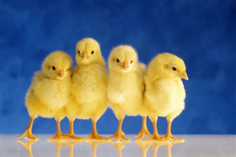 Желтый цыпленок