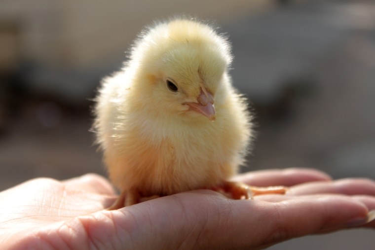 Цыплята бройлеры