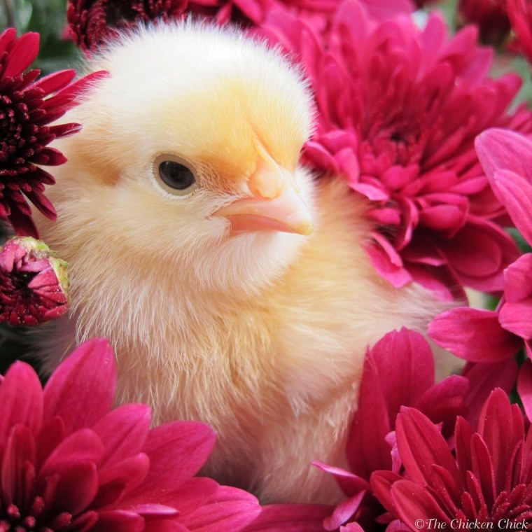 Цыпленок с цветами