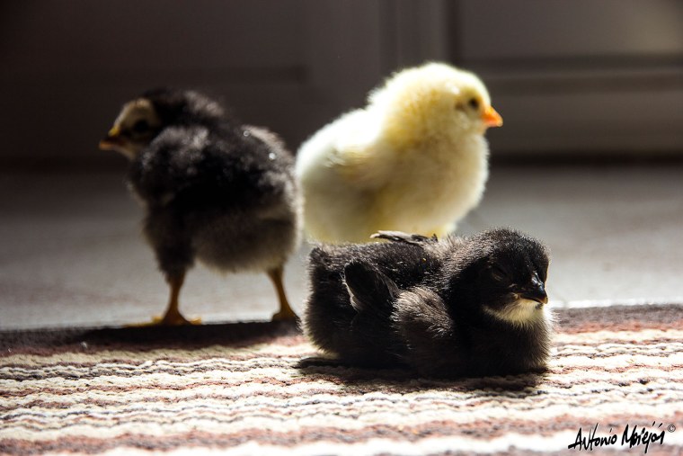 Однодневные цыплята