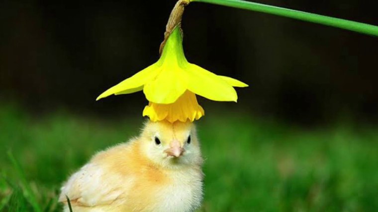 Красивые птенцы