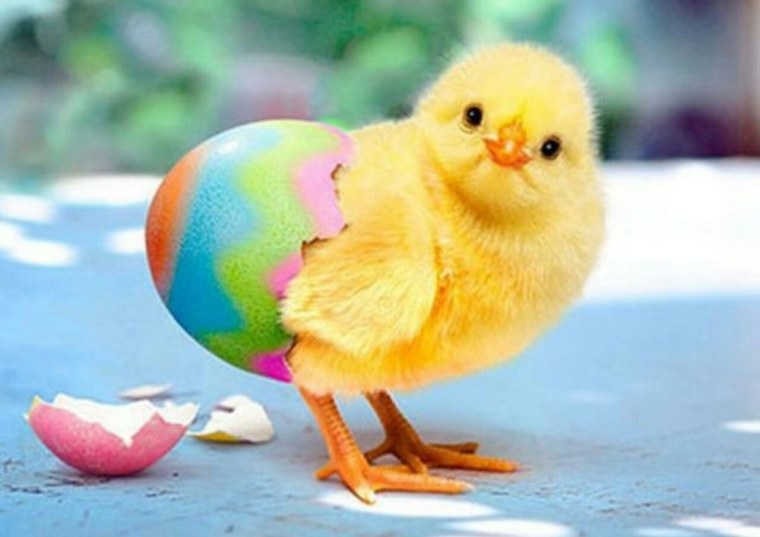 Курочканасетка с цыплятамим