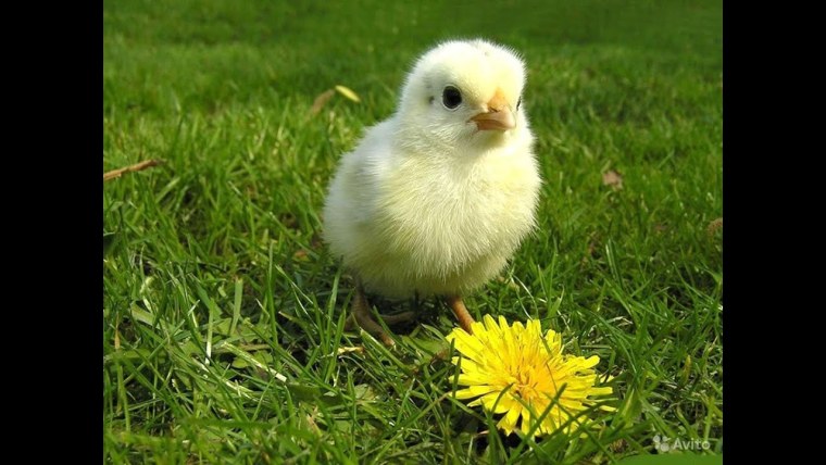 Цыплята фото