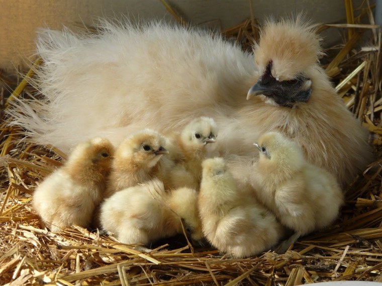 Птенец курицы