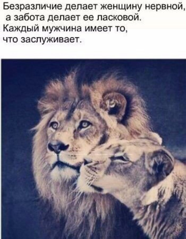 Лев и львица цитаты