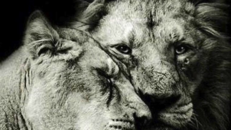 Верность лучшее качество в любви , дружбе