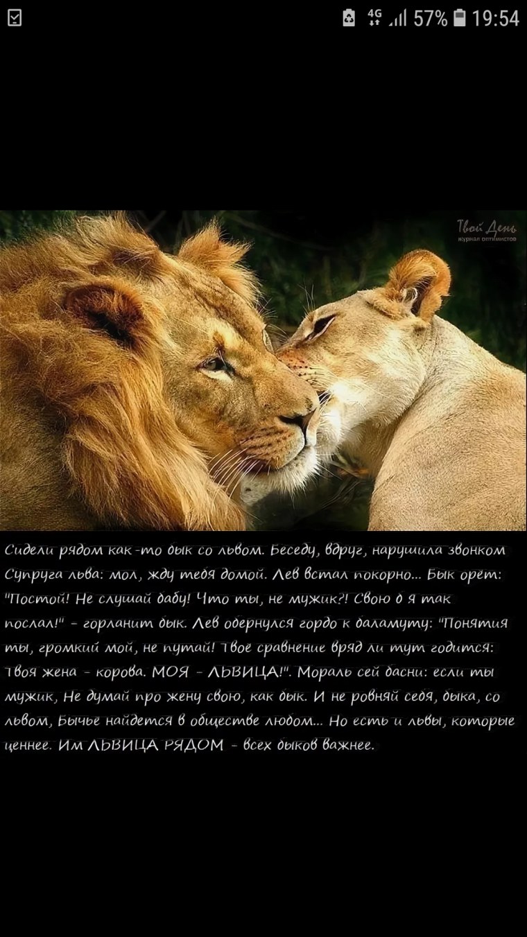 Статусы про Льва и львицу