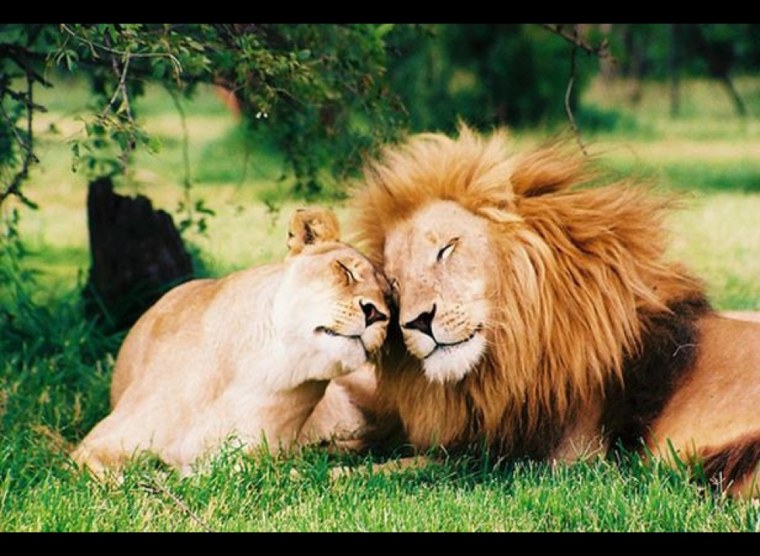 Лев и львица
