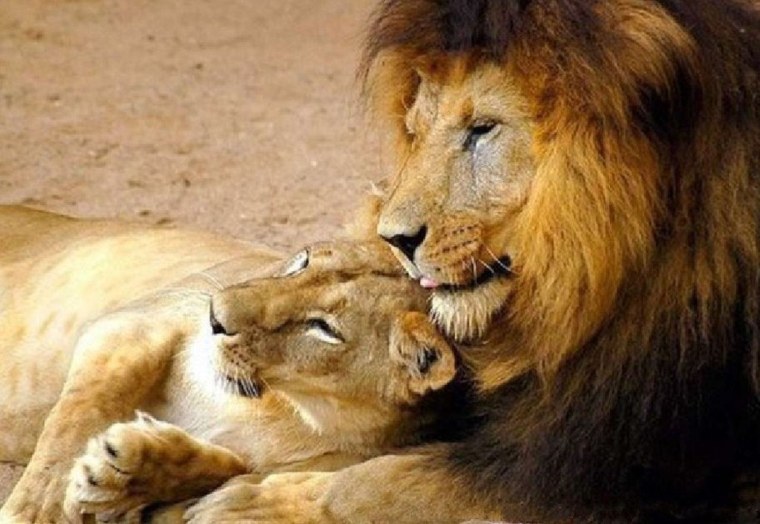 Лев царь зверей с надписями