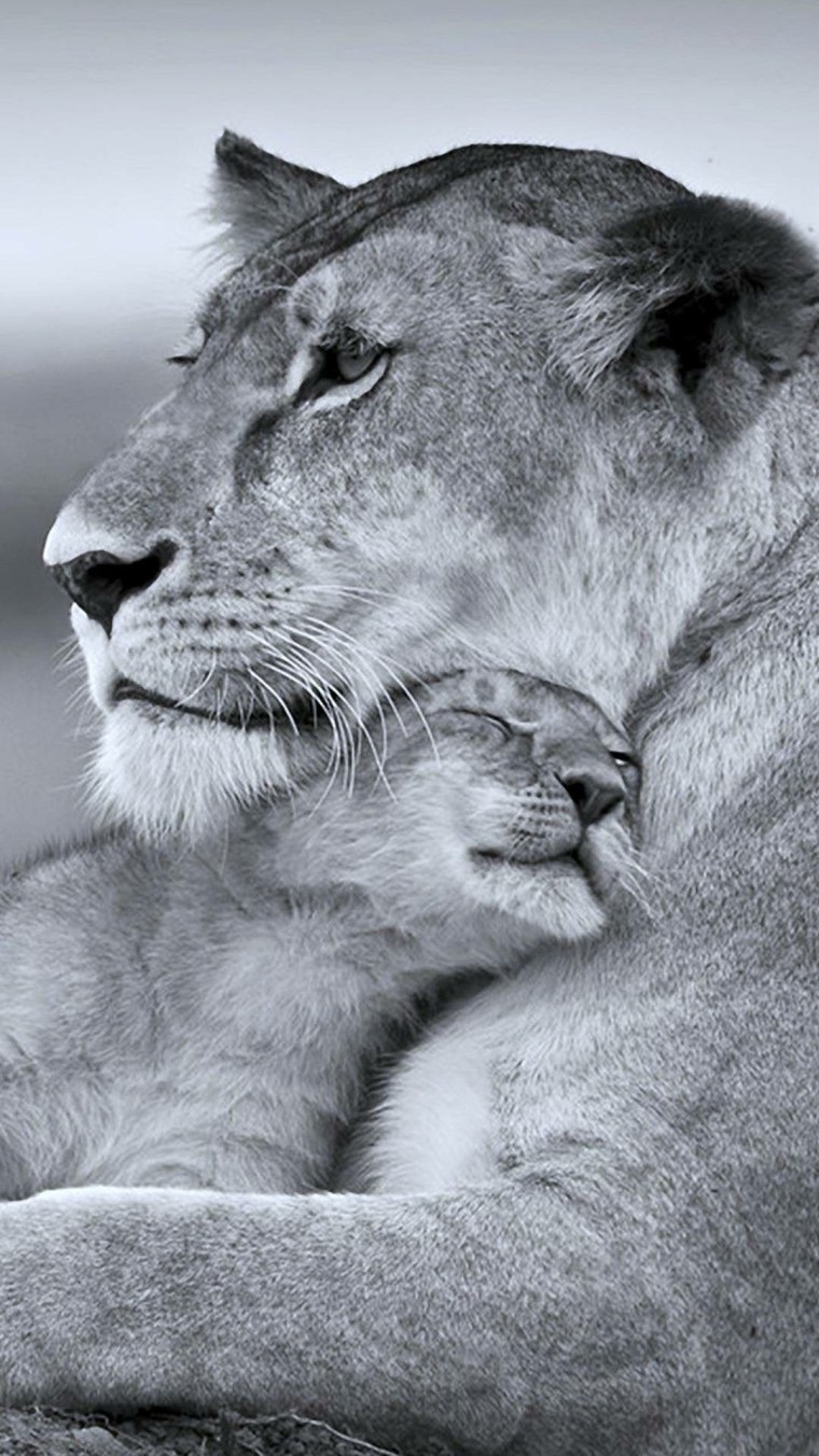 Львы семья черно белые