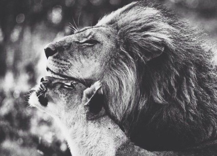 Преданный Лев