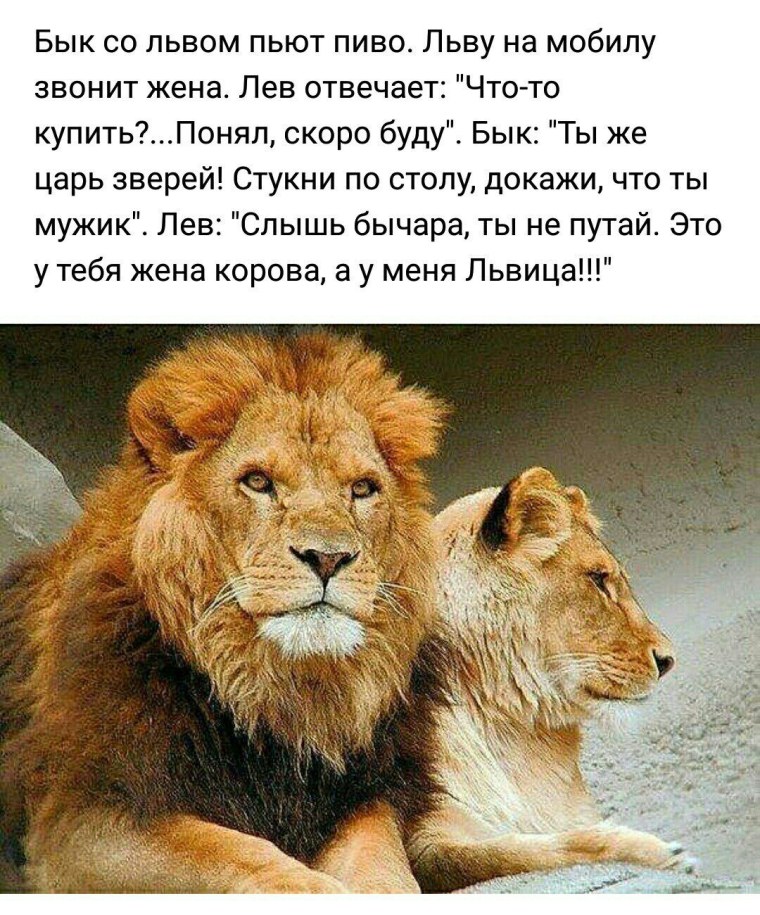 Надпись Лев