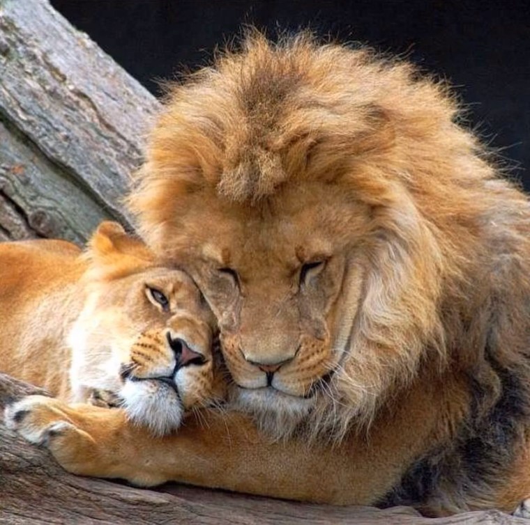 Лев царь зверей пока не проснулась львица