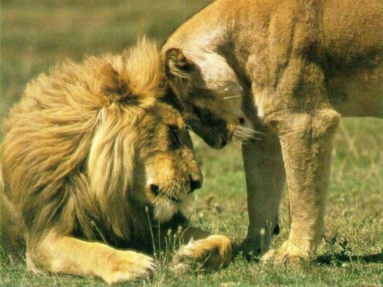 Лев и львица