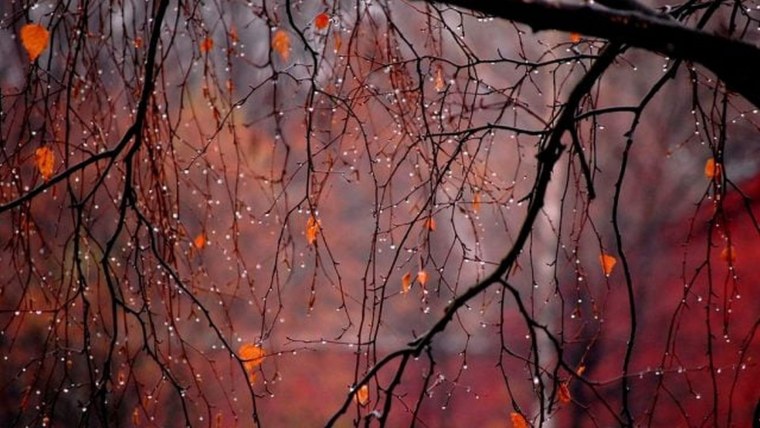 Осенние цветы дождь