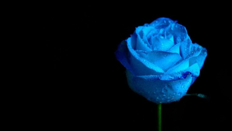 Голубая роза на черном фоне