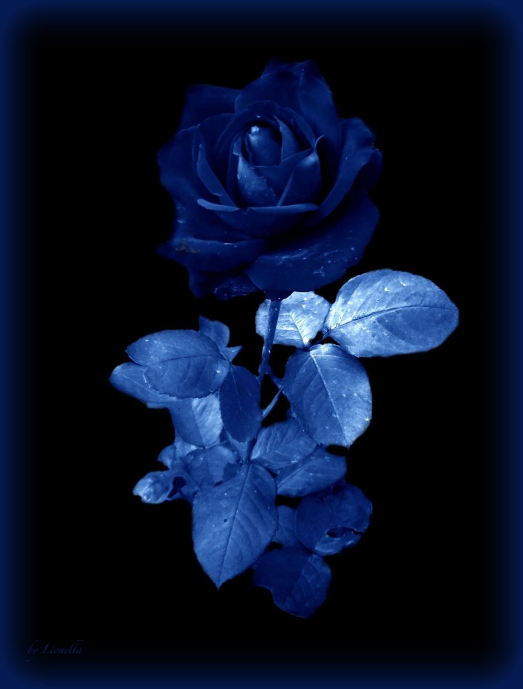 Светящиеся цветы