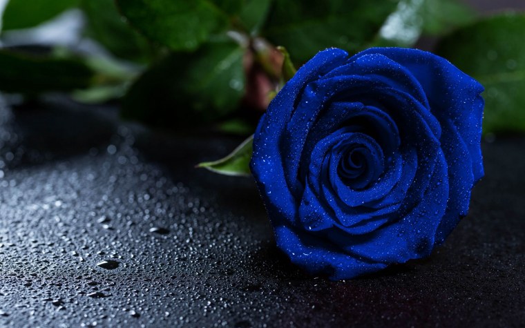 Бирюзовые цветы на черном фоне