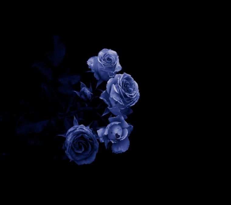 Синие бархатные розы