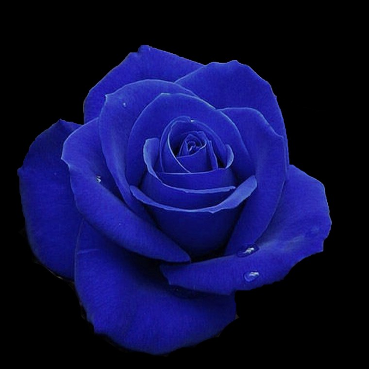 Фиолетовые розы