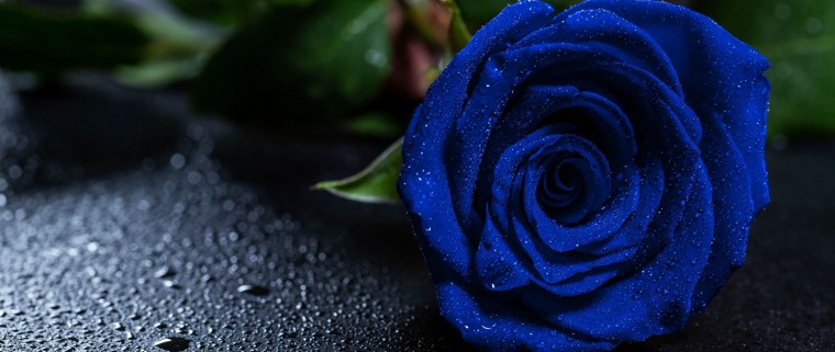 Синие цветы на темном фоне