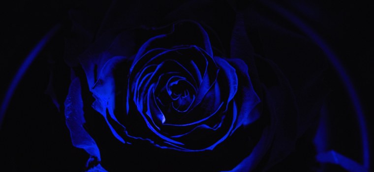 Синий бархат розы