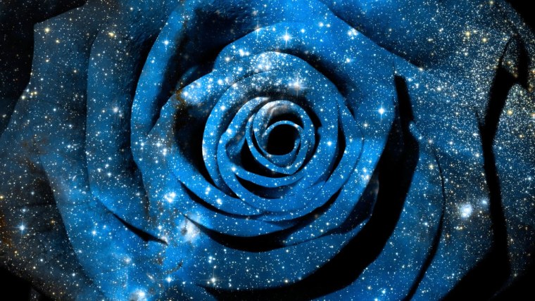 Голубая роза на коричневом фоне