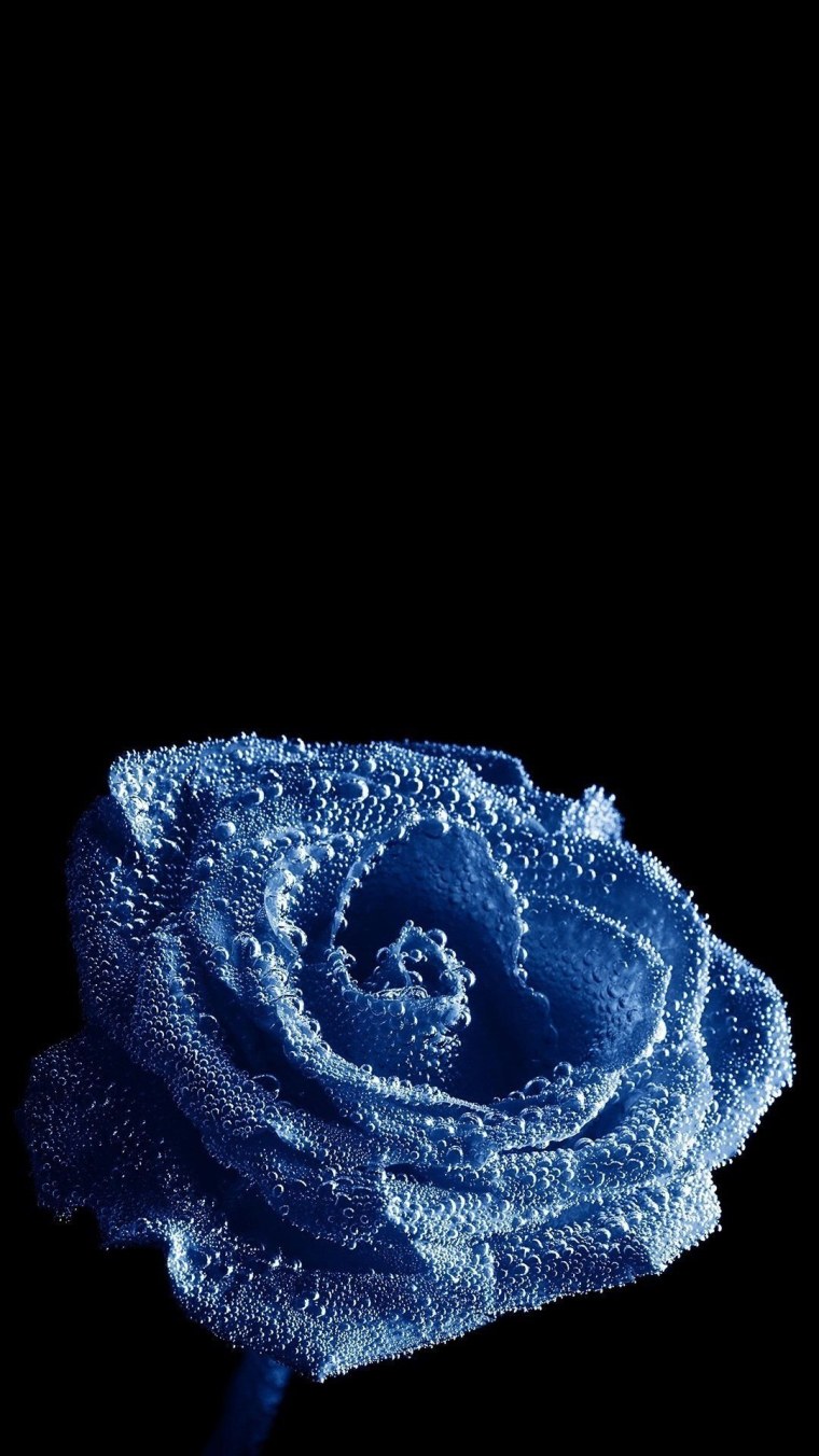 Розы синие и черные