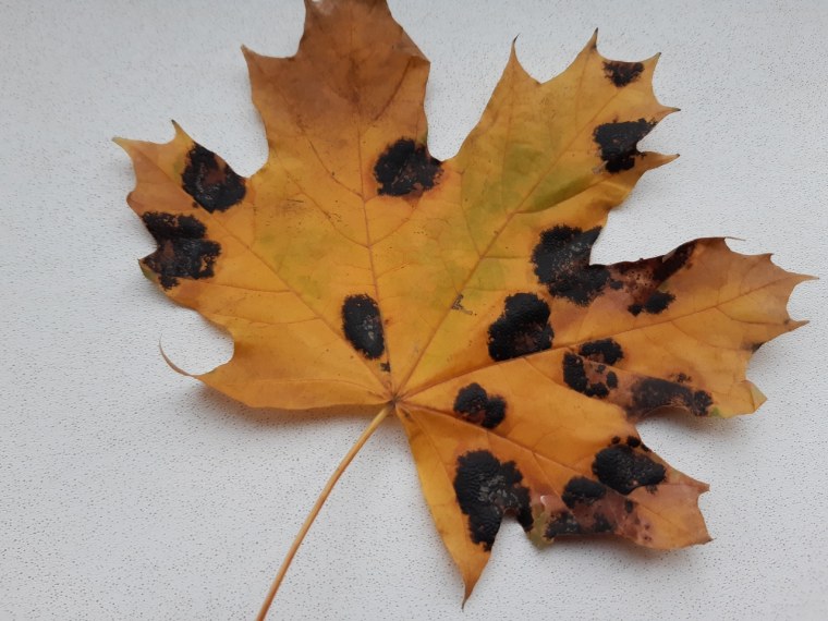 Кленовый лист расцветка