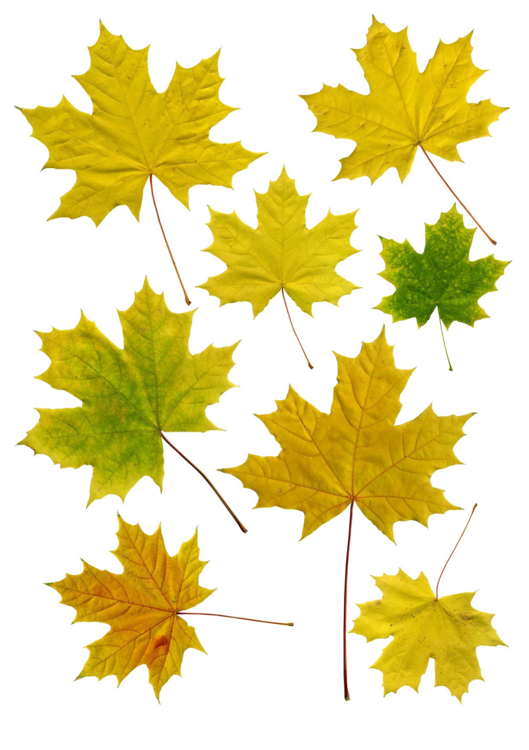 Кленовый лист цветной