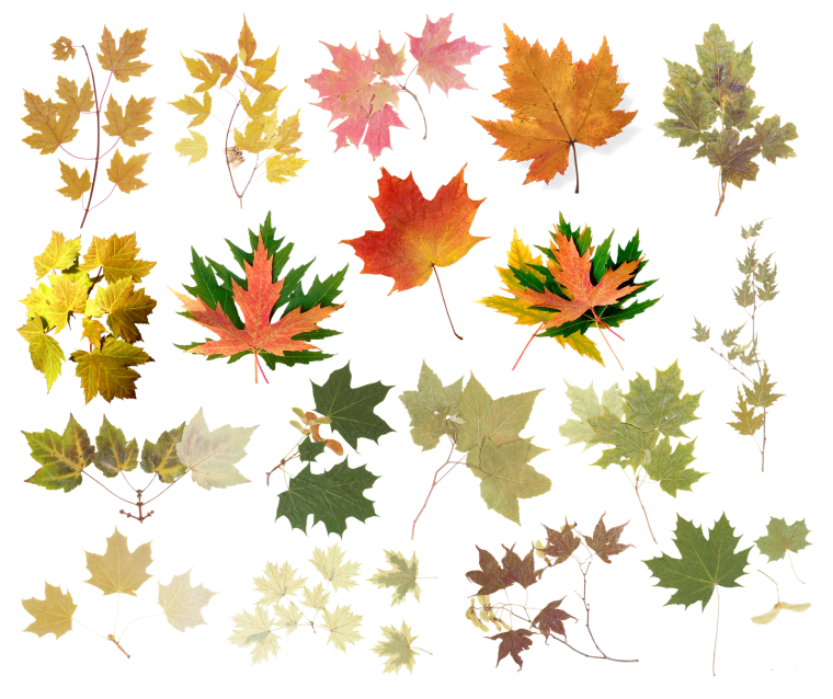 Разные осенние листья