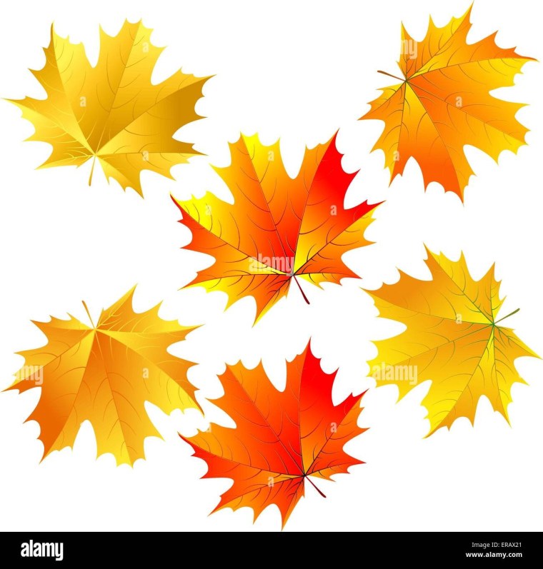 Листья разноцветные и маленькие желтые и красные