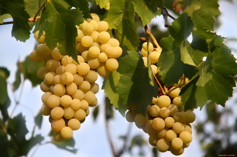 Виноградная лоза