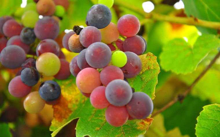 Виноград Уинчель