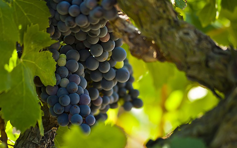 Шардоне виноград