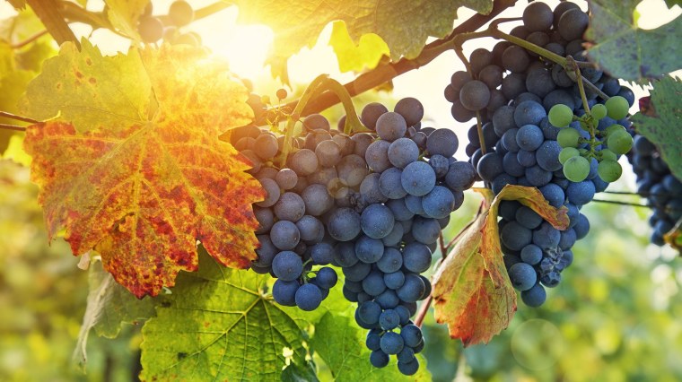 Гроздь винограда в руке