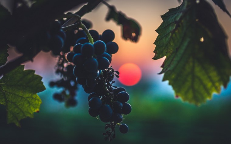 Виноград на темном фоне