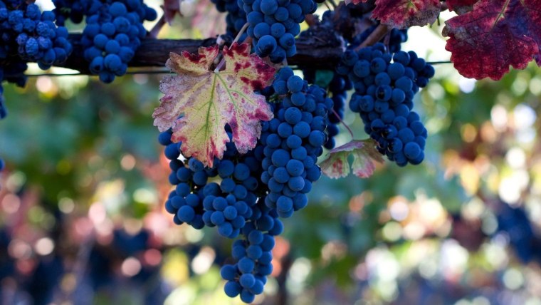 Виноград Изабелла Молдова