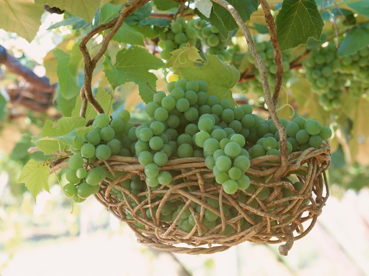 Красный виноград