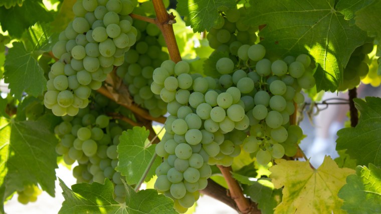 Виноград Таежный изумруд