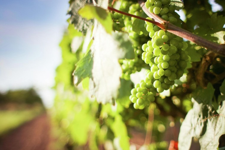 Лоза с белым виноградом