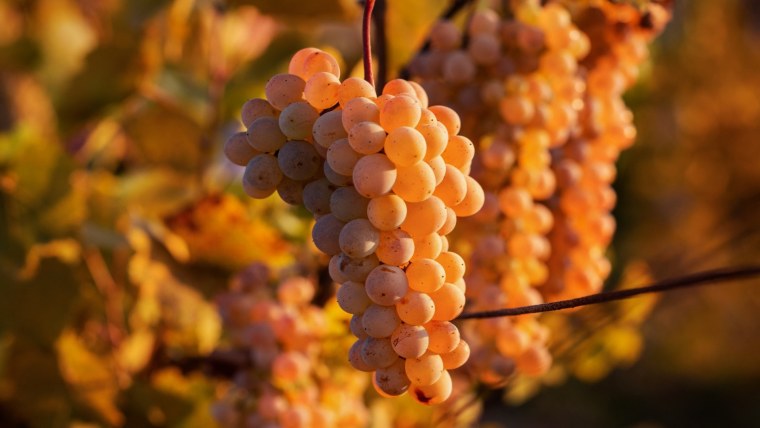 Фиолетовые фрукты и ягоды