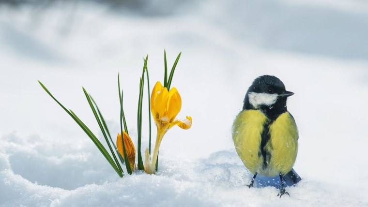 Синичка весной