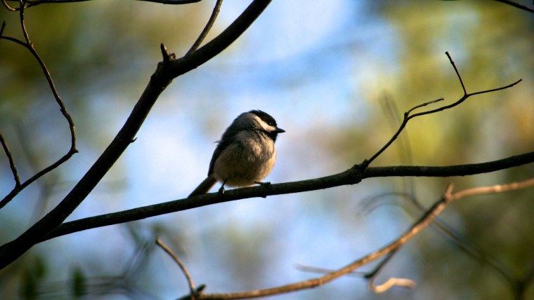 Весенние птицы