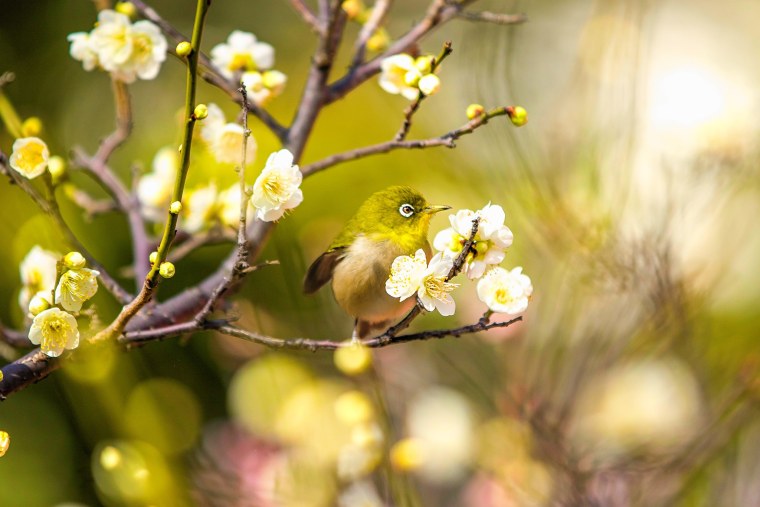 Японская белоглазка угуйсу