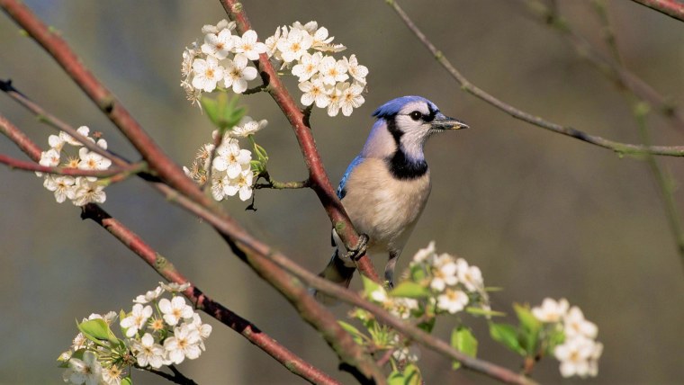 Весенние птички